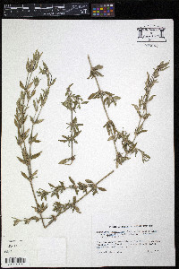 Spermacoce eryngioides image