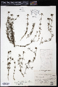 Staelia thymoides image