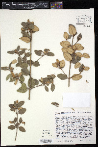 Image of Correa backhousiana