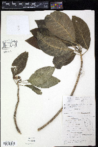 Melicope suberosa image