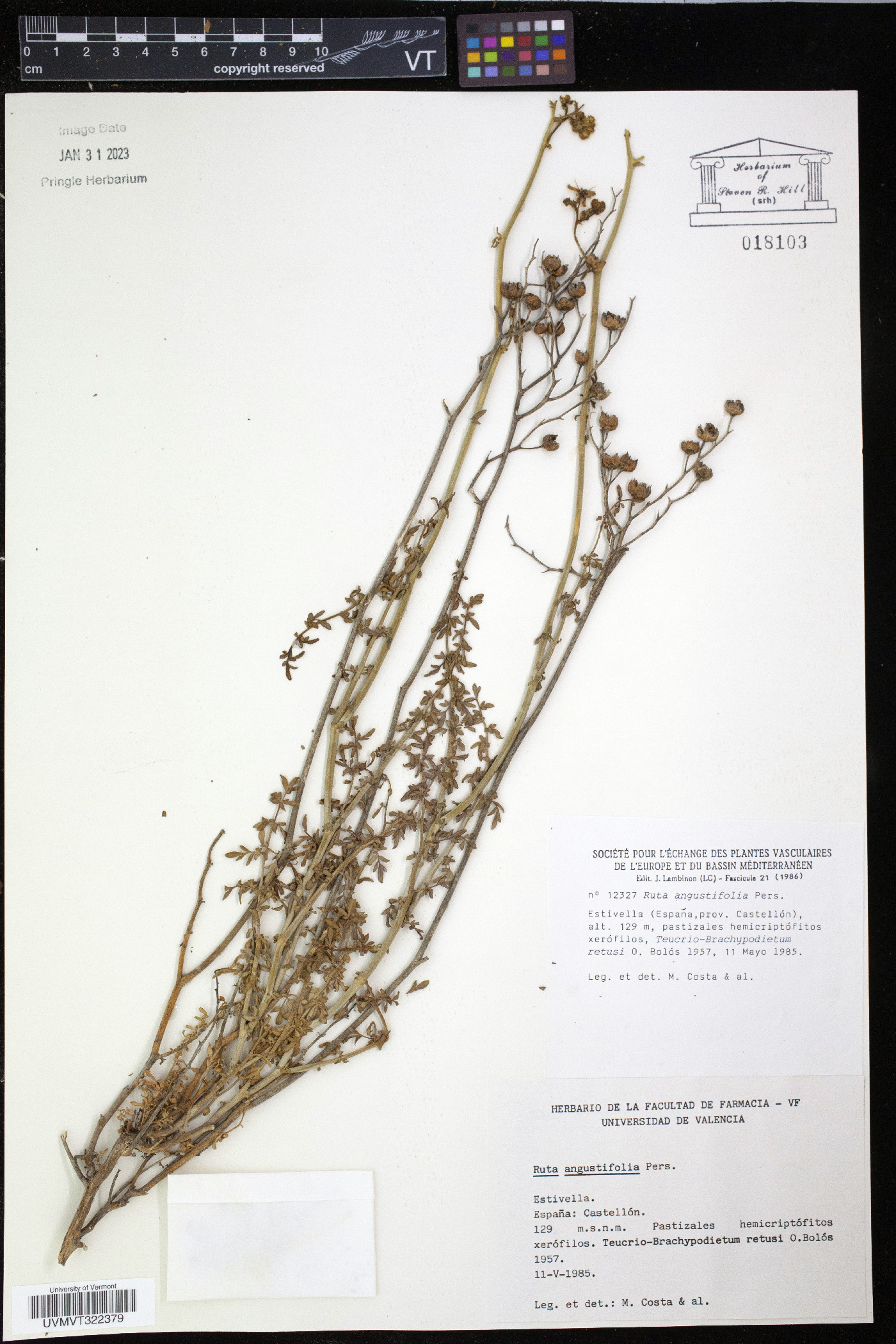 Ruta angustifolia image
