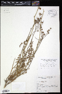 Image of Ruta angustifolia