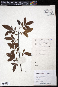 Zanthoxylum armatum image