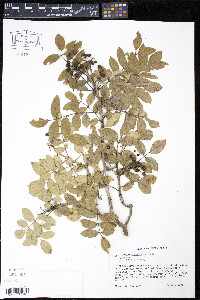 Zanthoxylum clava-herculis image