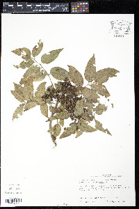 Zanthoxylum clava-herculis image