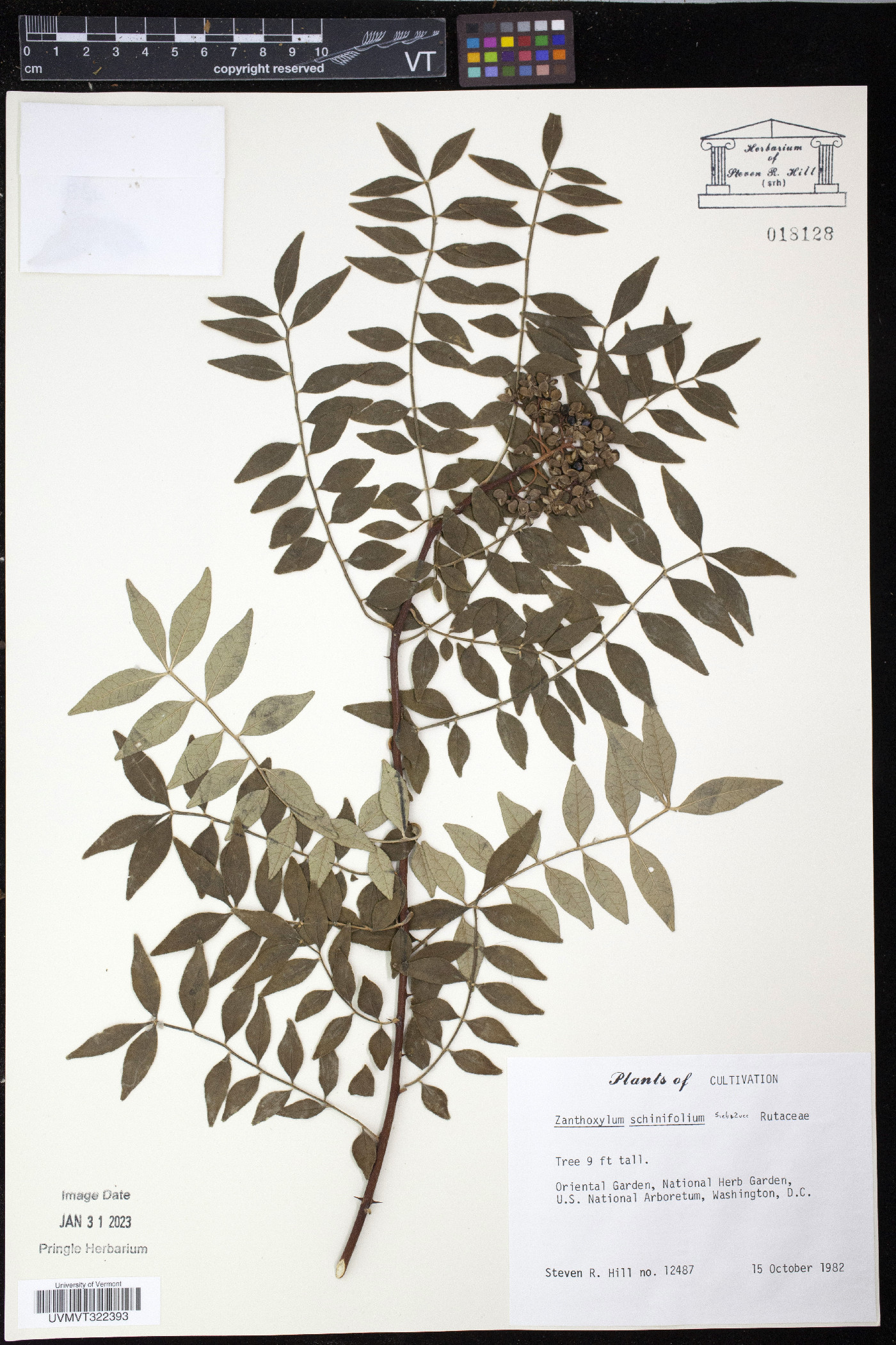 Zanthoxylum schinifolium image