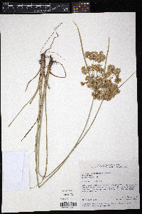 Cyperus surinamensis image