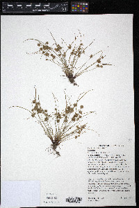 Cyperus squarrosus image