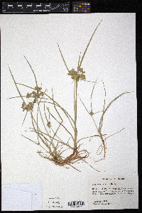 Cyperus surinamensis image