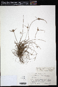 Cyperus × mesochorus image