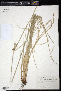 Cyperus surinamensis image