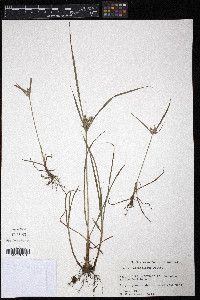 Cyperus sphacelatus image