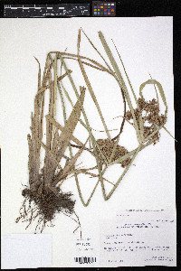 Cyperus virens image