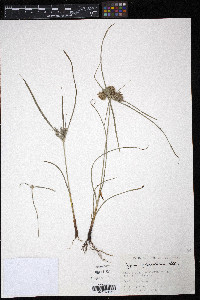 Cyperus sphacelatus image