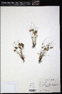 Cyperus squarrosus image