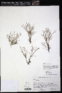 Cyperus tenuispica image