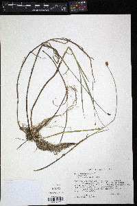 Carex chordorrhiza image