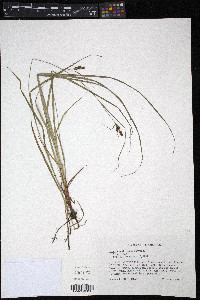 Carex caroliniana image