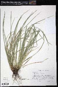 Carex basiantha image