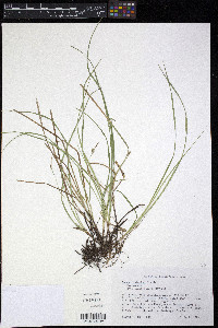 Carex basiantha image