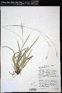 Carex arctata image