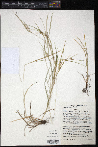 Carex corrugata image