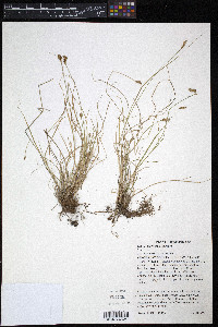 Carex crawfordii image