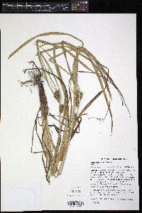 Carex aureolensis image