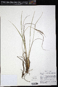 Carex kelloggii image