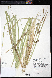 Carex lacustris image