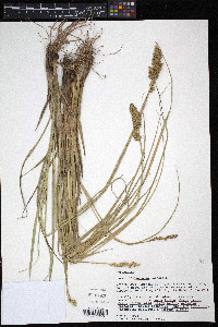 Carex oklahomensis image