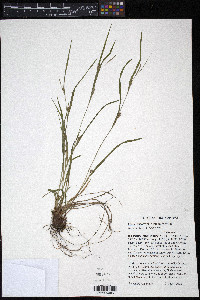 Carex oligocarpa image