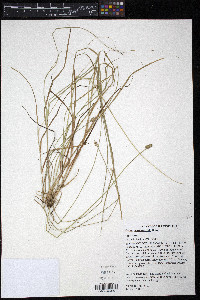 Carex leavenworthii image