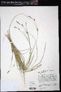 Carex meadii image