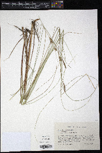 Carex lasiocarpa image