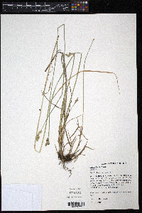 Carex longii image