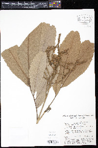 Cupania latifolia image