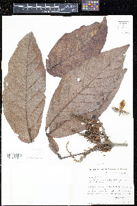 Paullinia cupana image