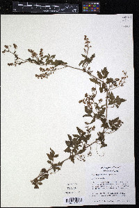 Serjania brachycarpa image