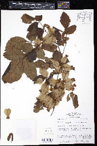 Serjania membranacea image