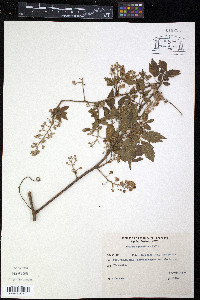 Serjania perulacea image