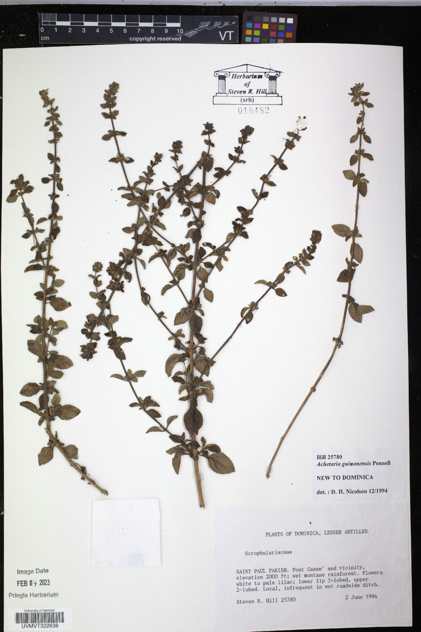Achetaria guianensis image