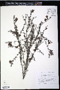 Agalinis fasciculata image