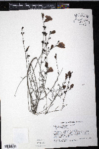 Agalinis fasciculata image