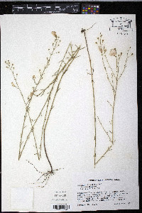 Agalinis obtusifolia image