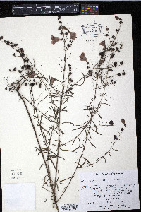 Agalinis purpurea image