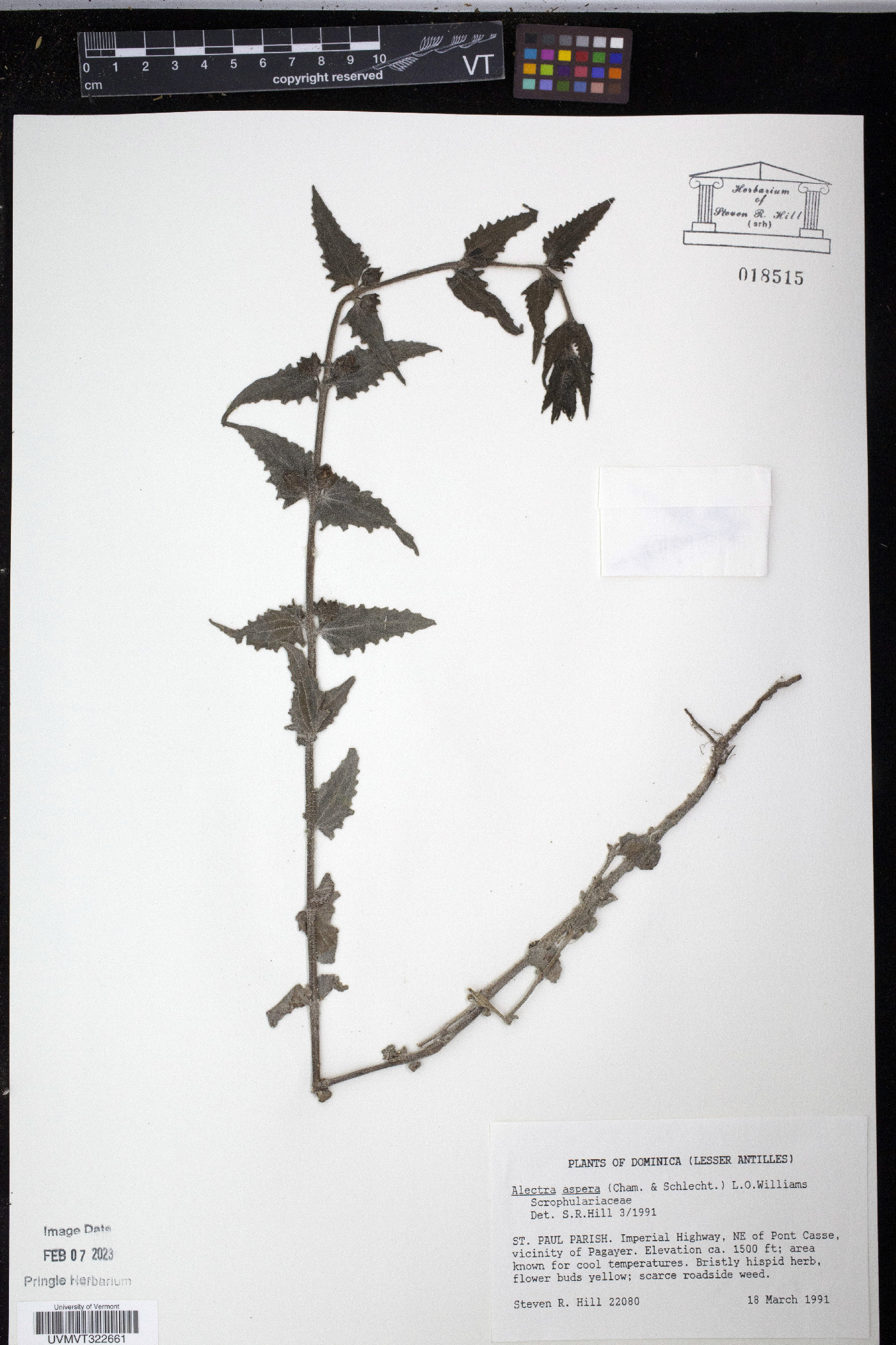Alectra aspera image