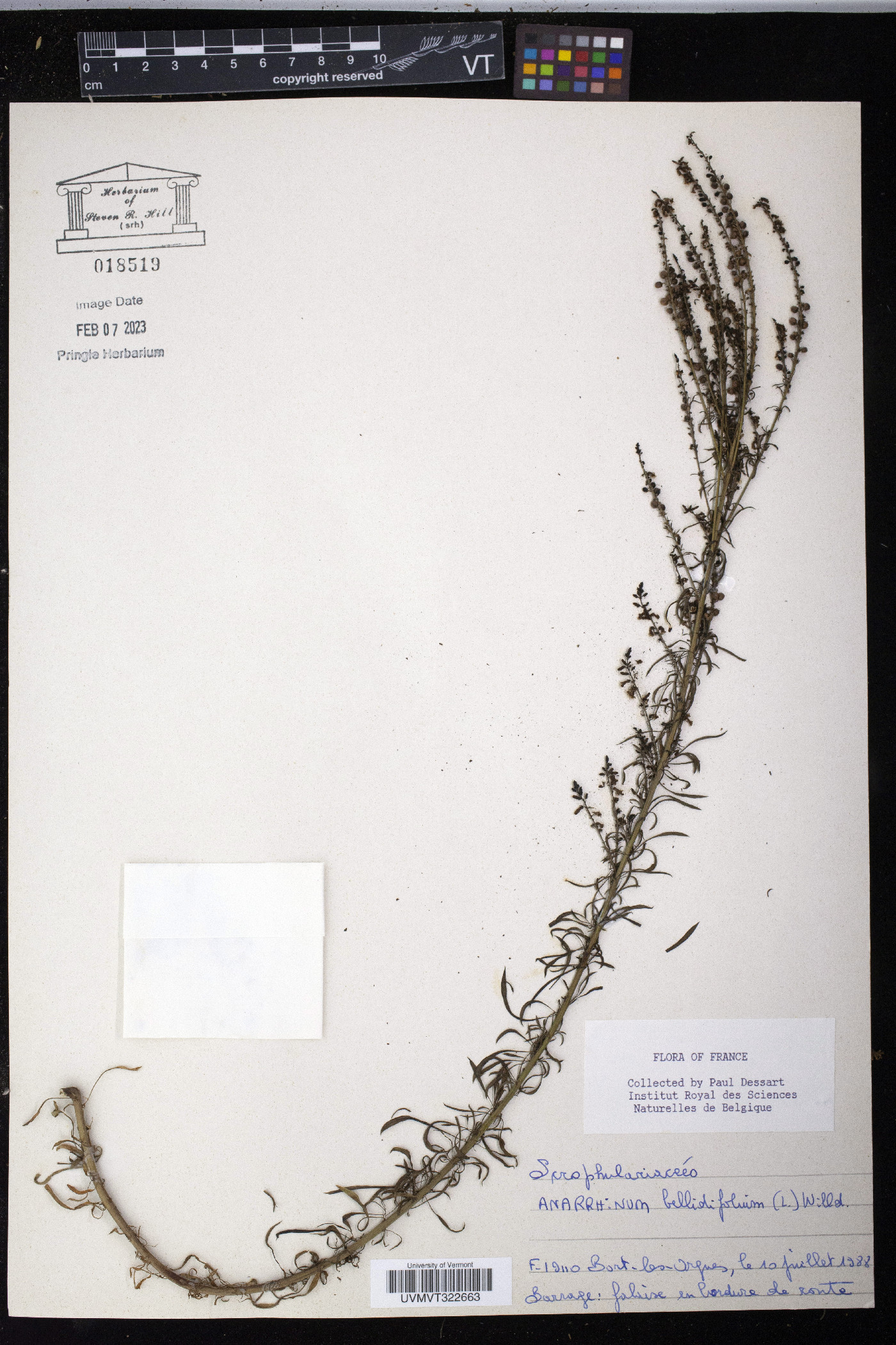 Anarrhinum bellidifolium image
