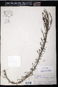 Image of Anarrhinum bellidifolium