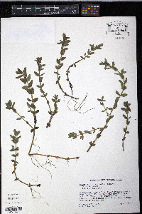 Bacopa caroliniana image